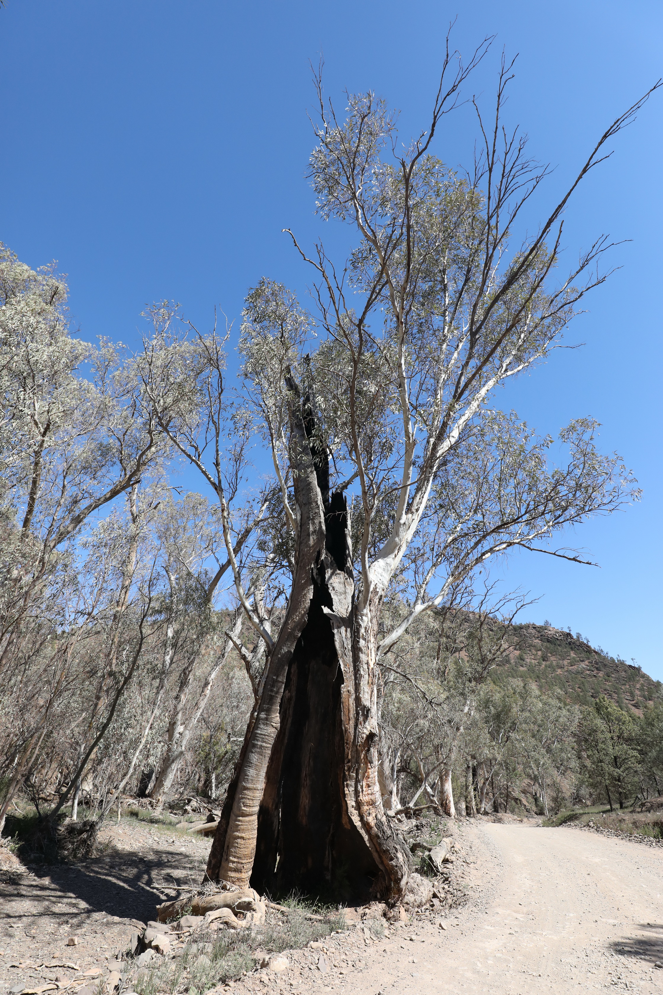 2019 09 01 11 54 10 Canon EOS 5D Mark IV 0011